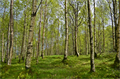 Forstwirtschaft Wald